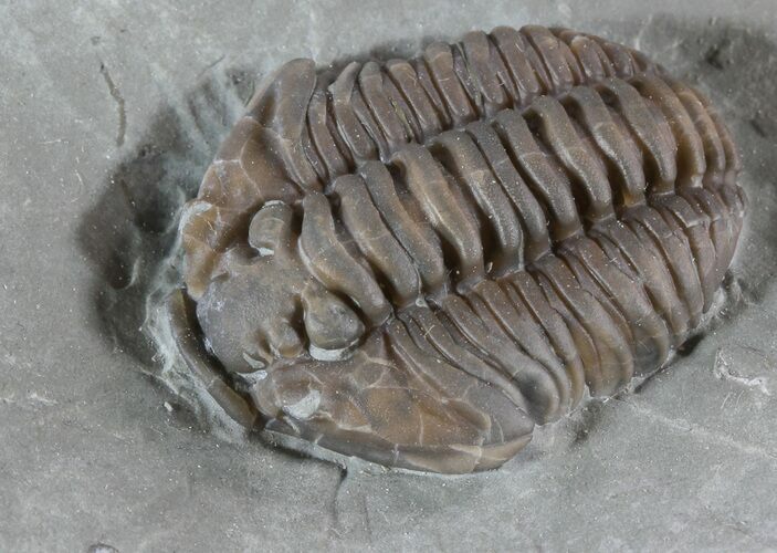 Detailed Flexicalymene Trilobite In Shale - Ohio #52667